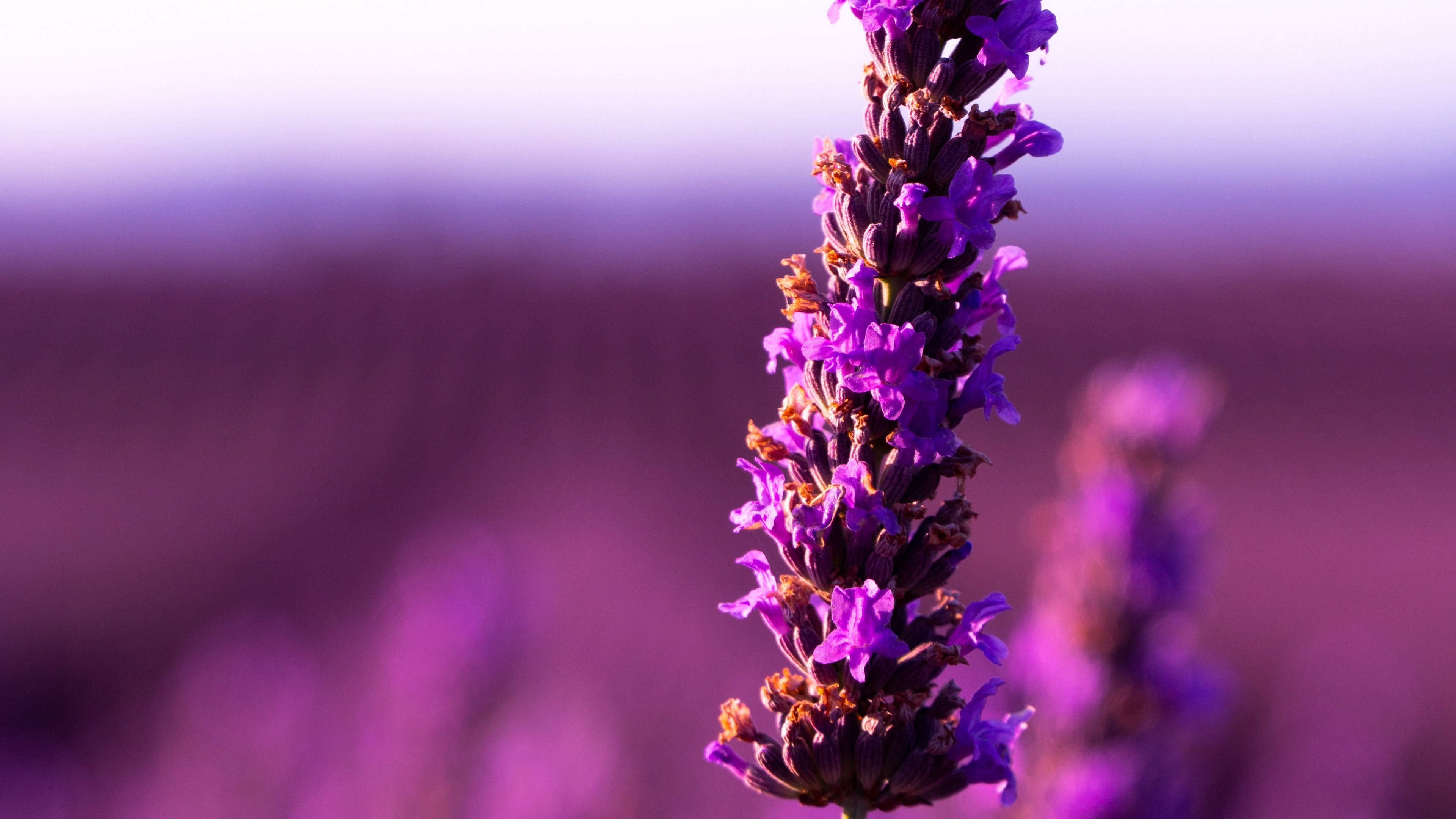 Lavender HD Wallpapers  Top Free Lavender HD Backgrounds  WallpaperAccess
