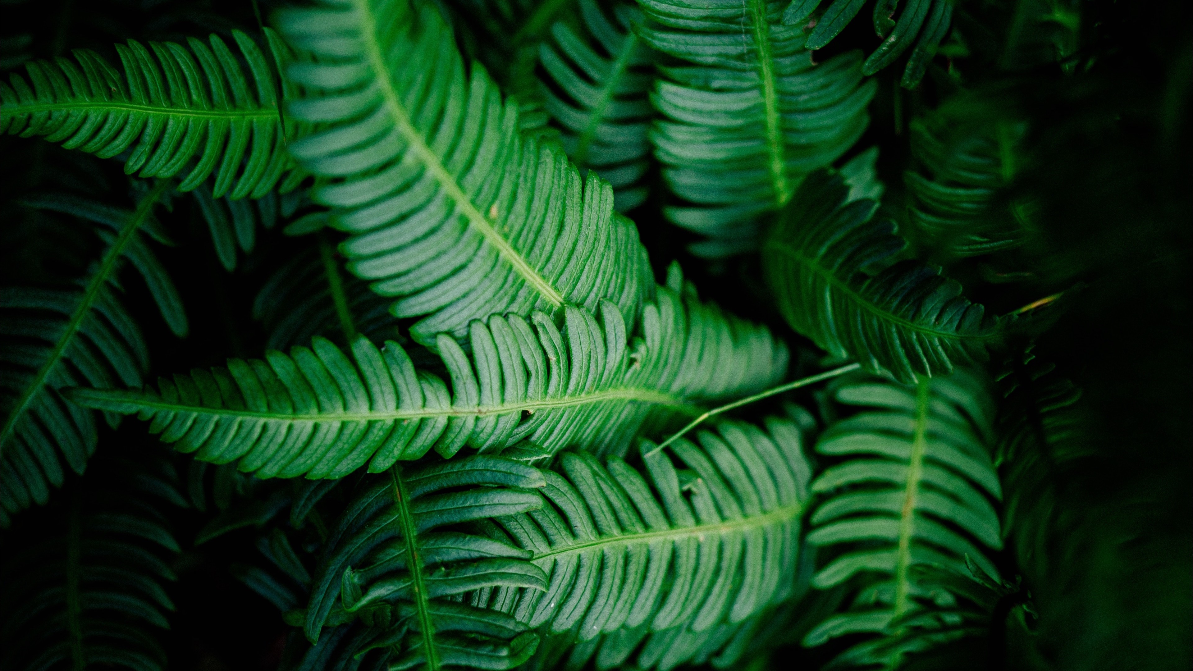 4K Leaves Green Shade Wallpaper - [3840x2160]