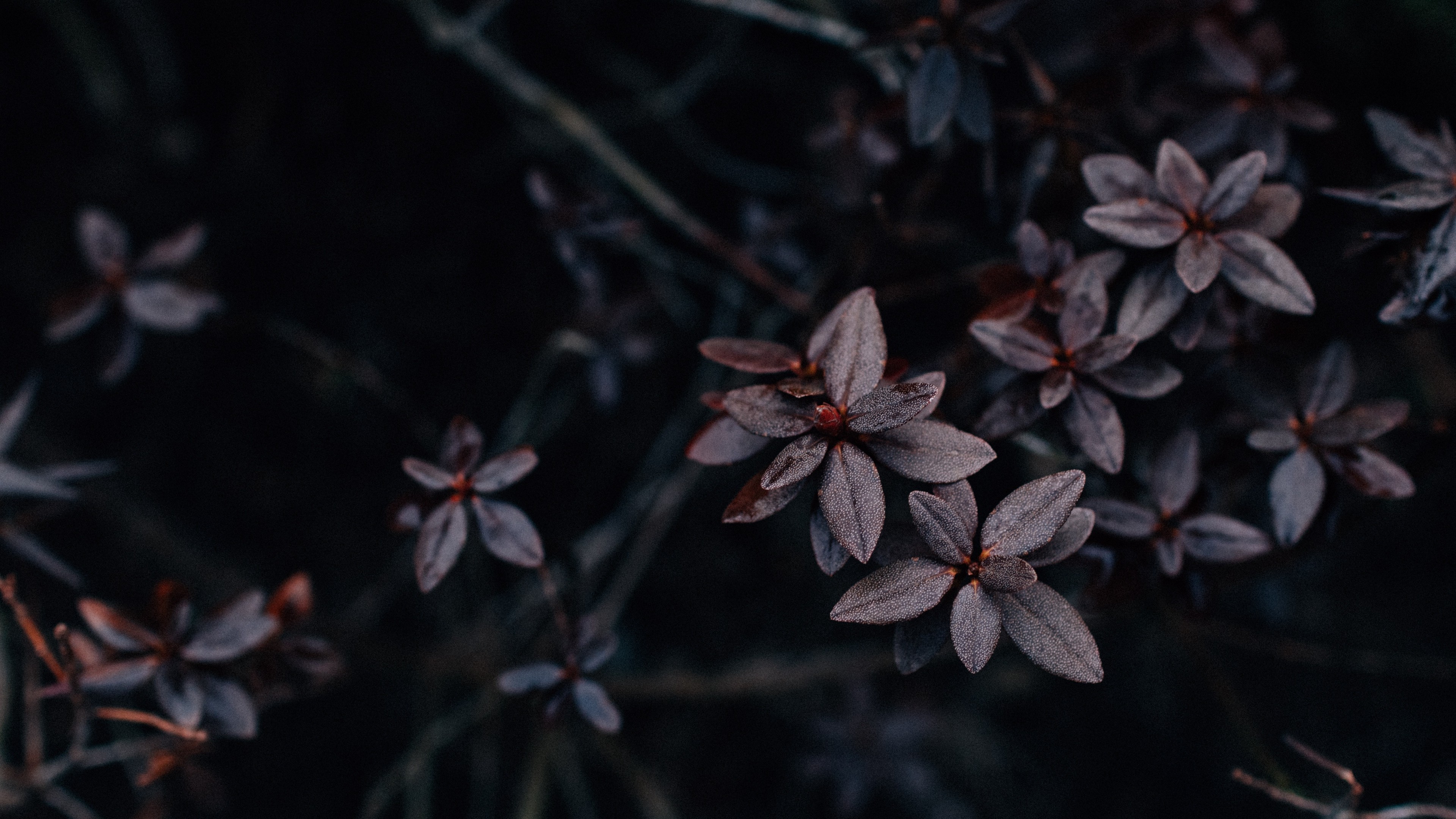 4K Leaves Plant Dark Wallpaper - 3840x2160