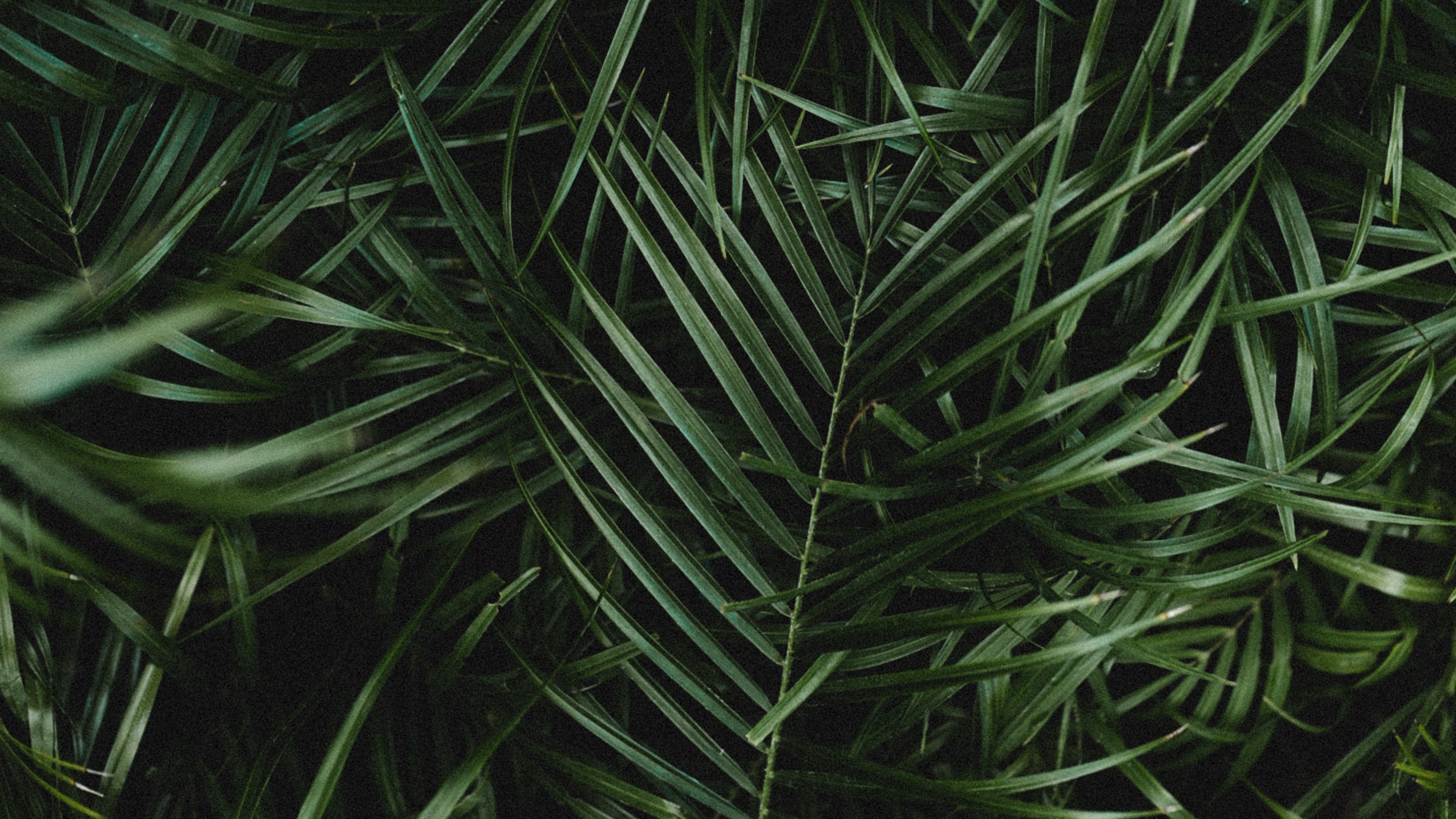 4K Palm Leaves Branches Wallpaper - [3840x2160]