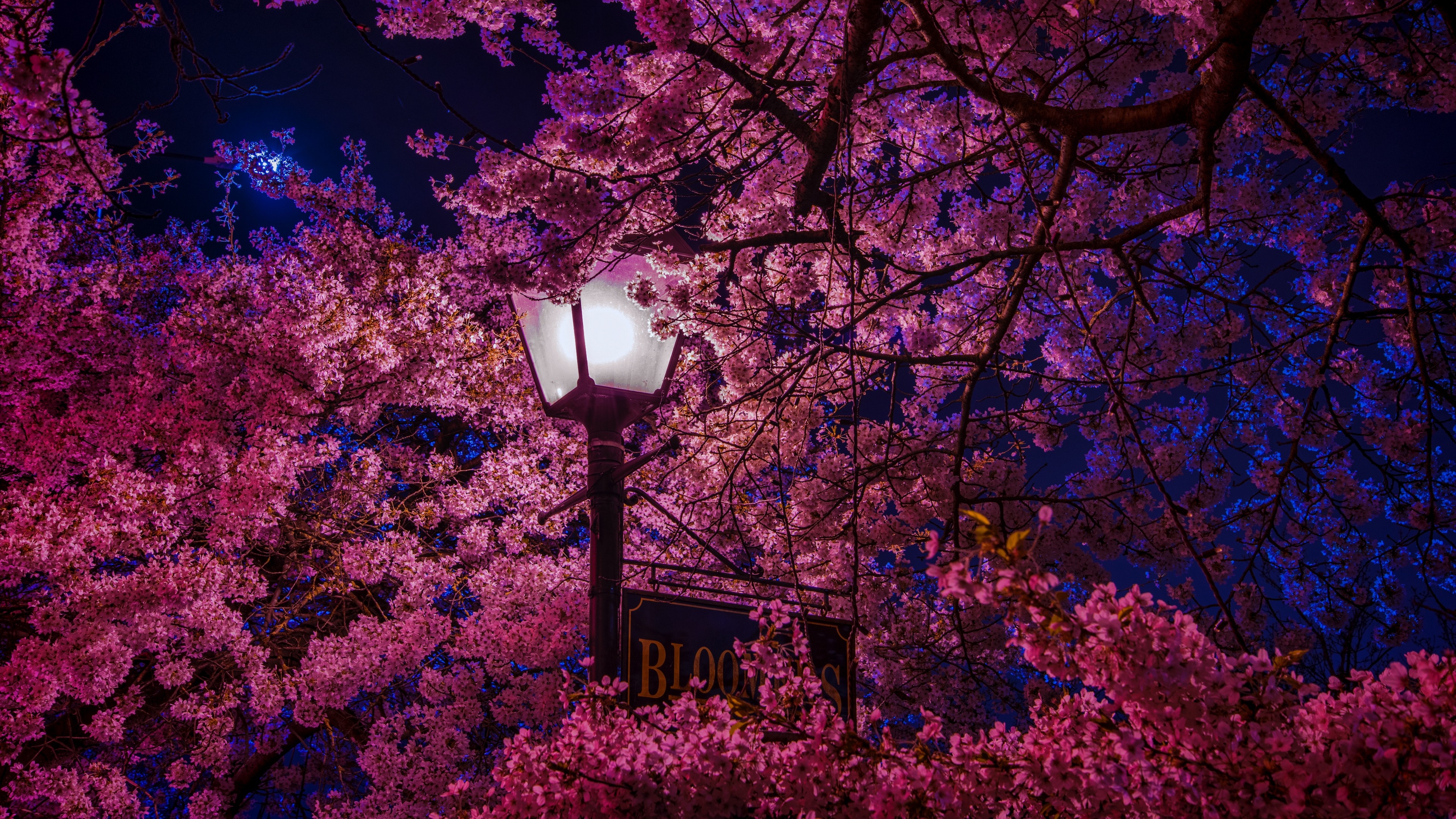Cherry Blossom Wallpaper 4k Wallpaper Sakura 4k Hd Wallpaper Images