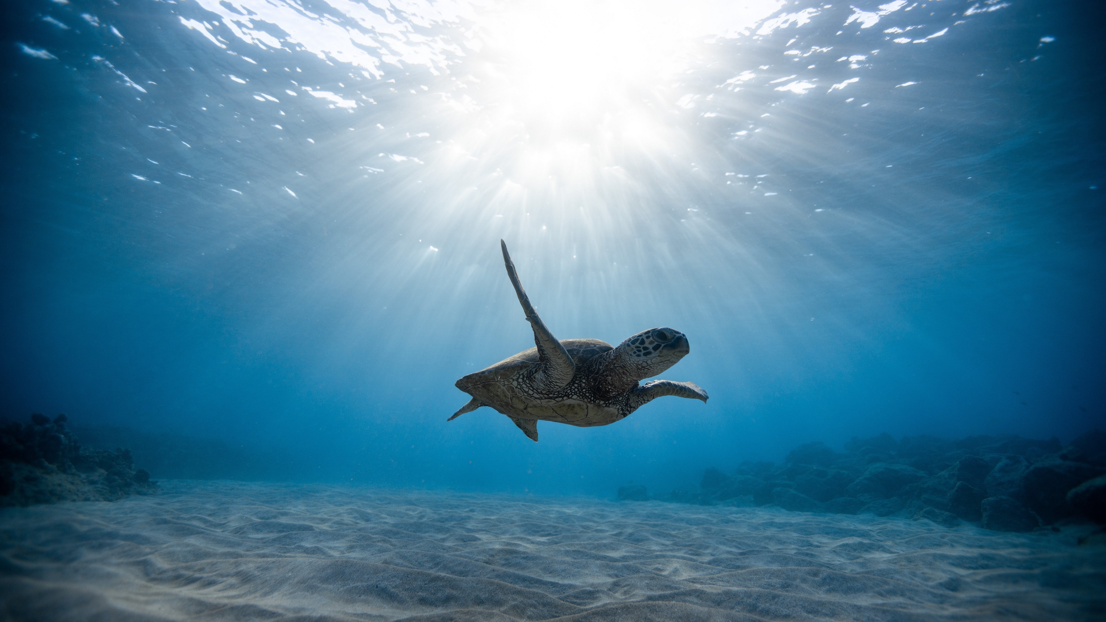 4K Skull Sea Turtle Underwater World