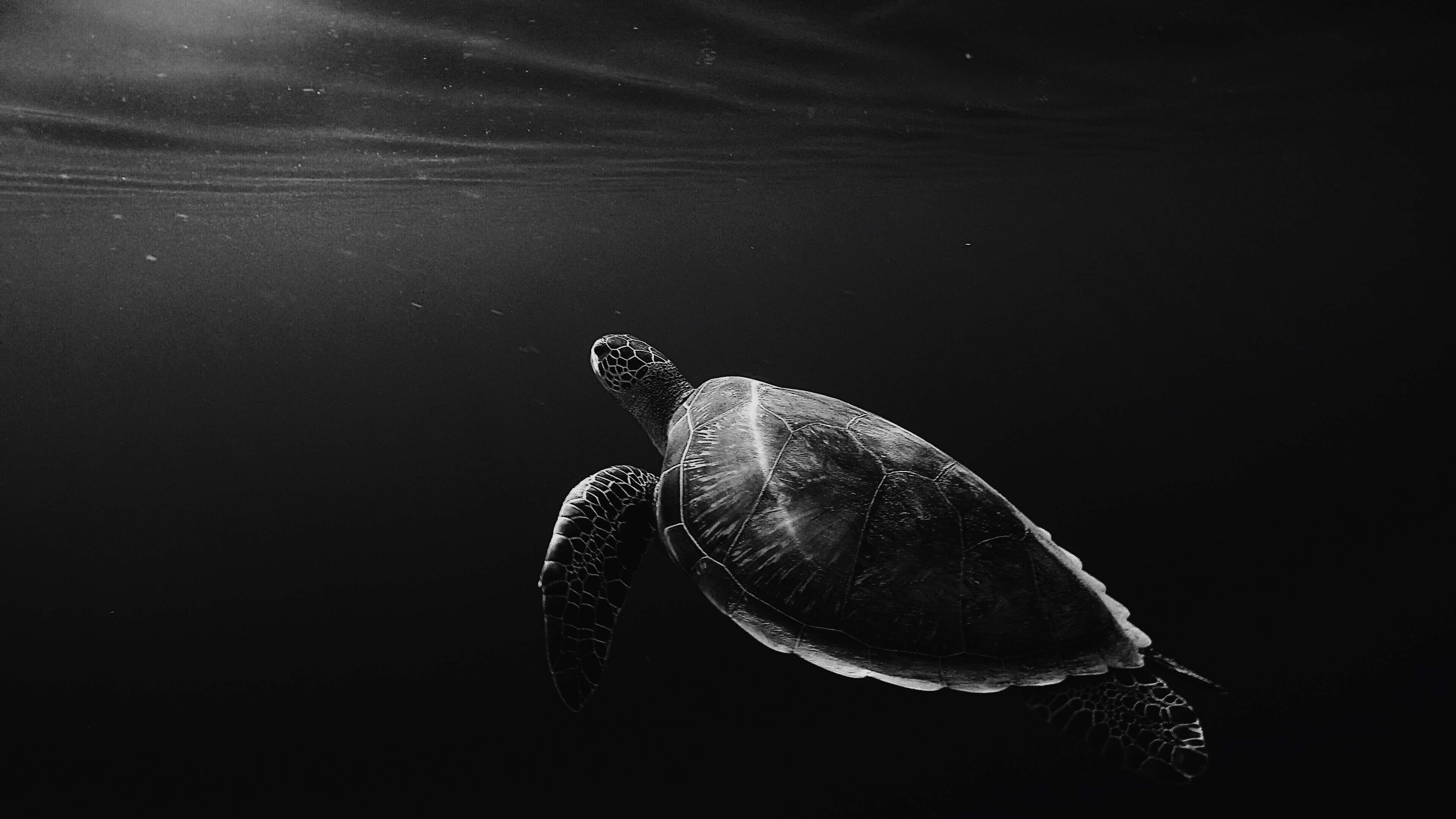 Animal Turtle 4k Ultra HD Wallpaper