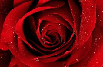 A Red Rose For You Wallpaper 1600x1200 340x220