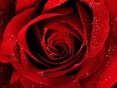 Red Roses iPhone Wallpaper HD  iPhone Wallpapers  iPhone Wallpapers