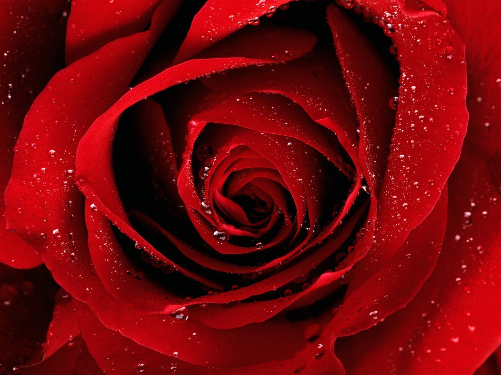 90 Wedding Red Rose Flower Wallpapers Love Roses Pictures - Urdu Meaning  Pictures Hindi Tips Information