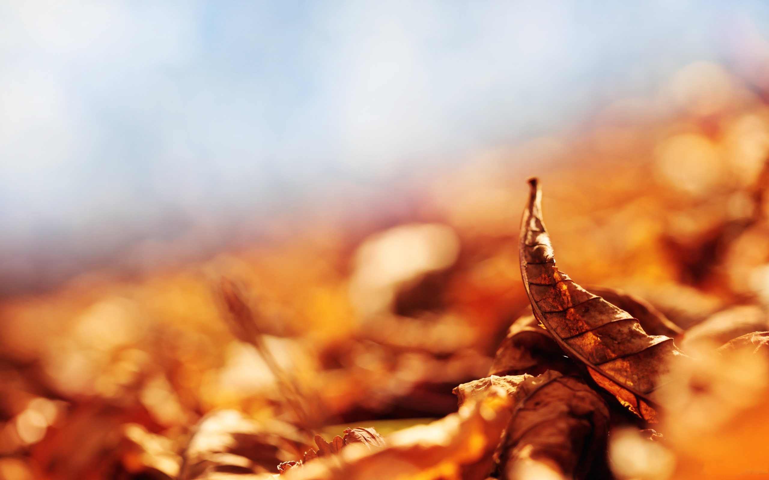 Autumn Dry Leaves Wallpaper [2560x1600]