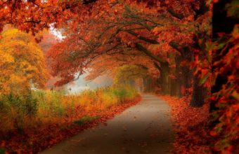 Autumn Leaves Walk Nature Forest Wallpaper 2048x1366 340x220