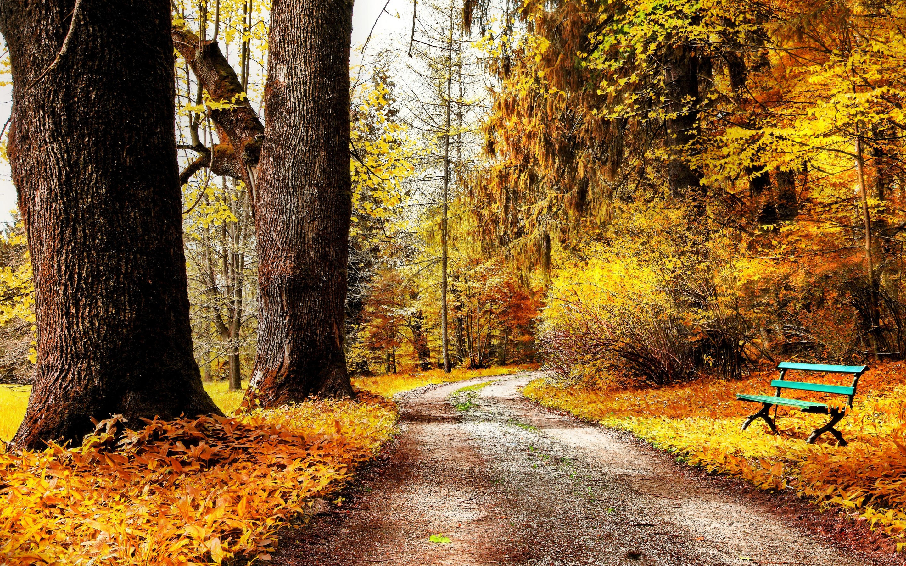 Autumn Park Nature Trees Leaves Road Wallpaper x1800