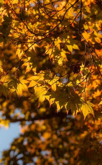 Autumn Phone Wallpaper 031 340x550