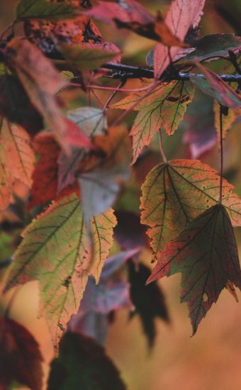 Autumn Phone Wallpaper 068 340x550