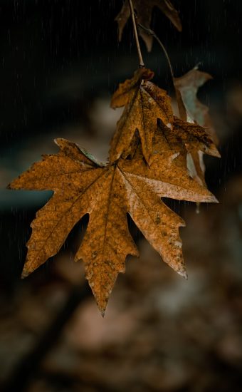 Autumn Wallpapers HD