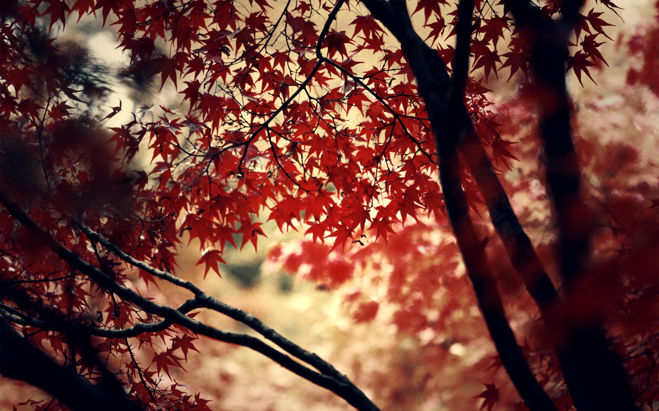 природа деревья осень листя без смс