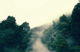 Forest Wallpapers Hd Forest Wallpapers Hd