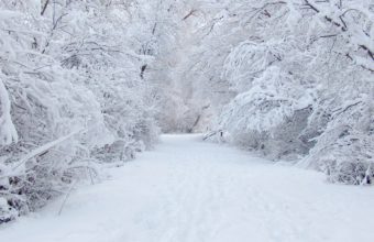 Beautiful White Winter Snow Wallpaper 1920x1200 340x220
