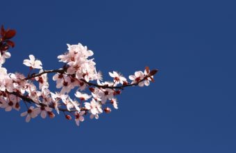 Blossom Branch Spring Wallpaper 1680x1050 340x220