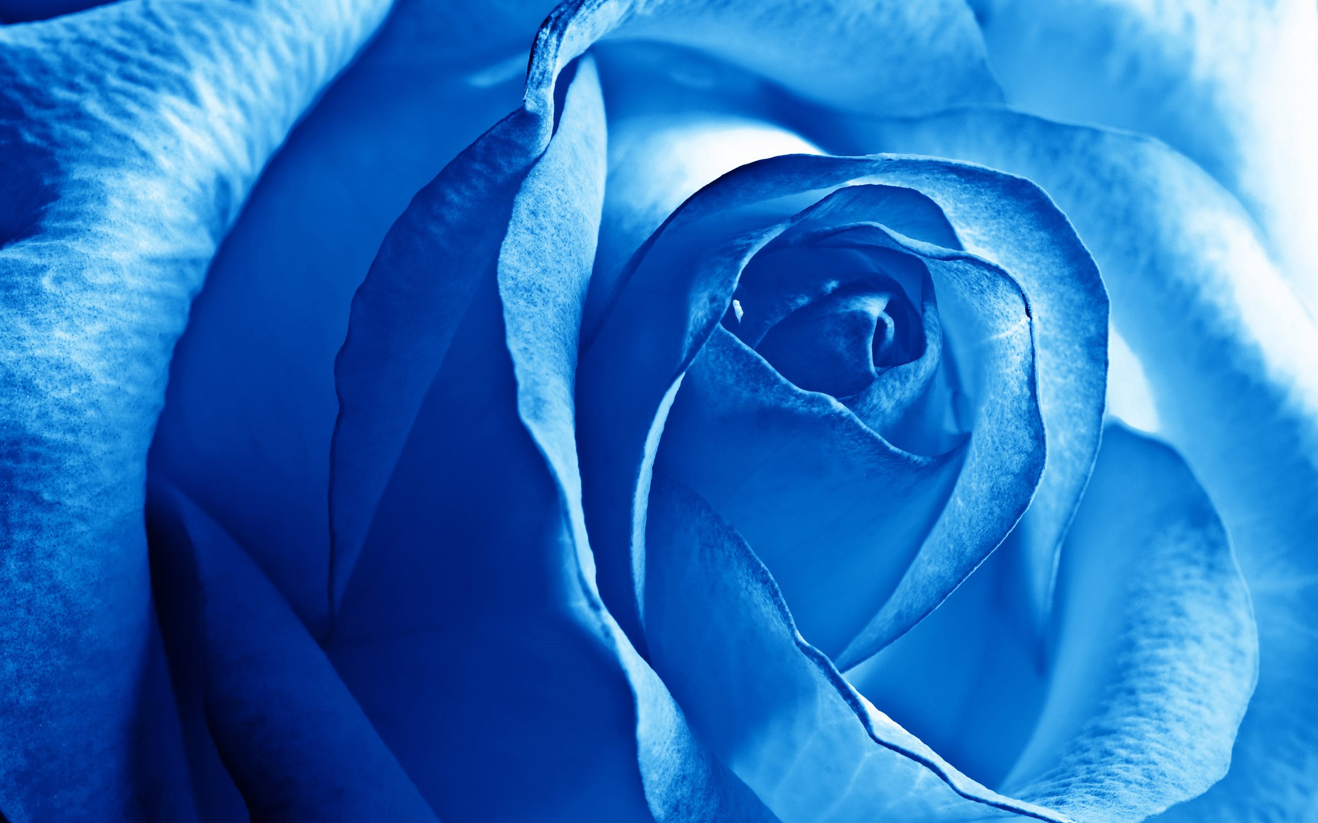 Blue Rose Wallpaper for Phone