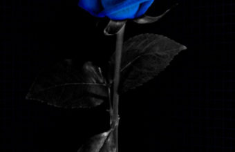Blue Rose iPhone 7 Wallpaper 750x1334 340x220