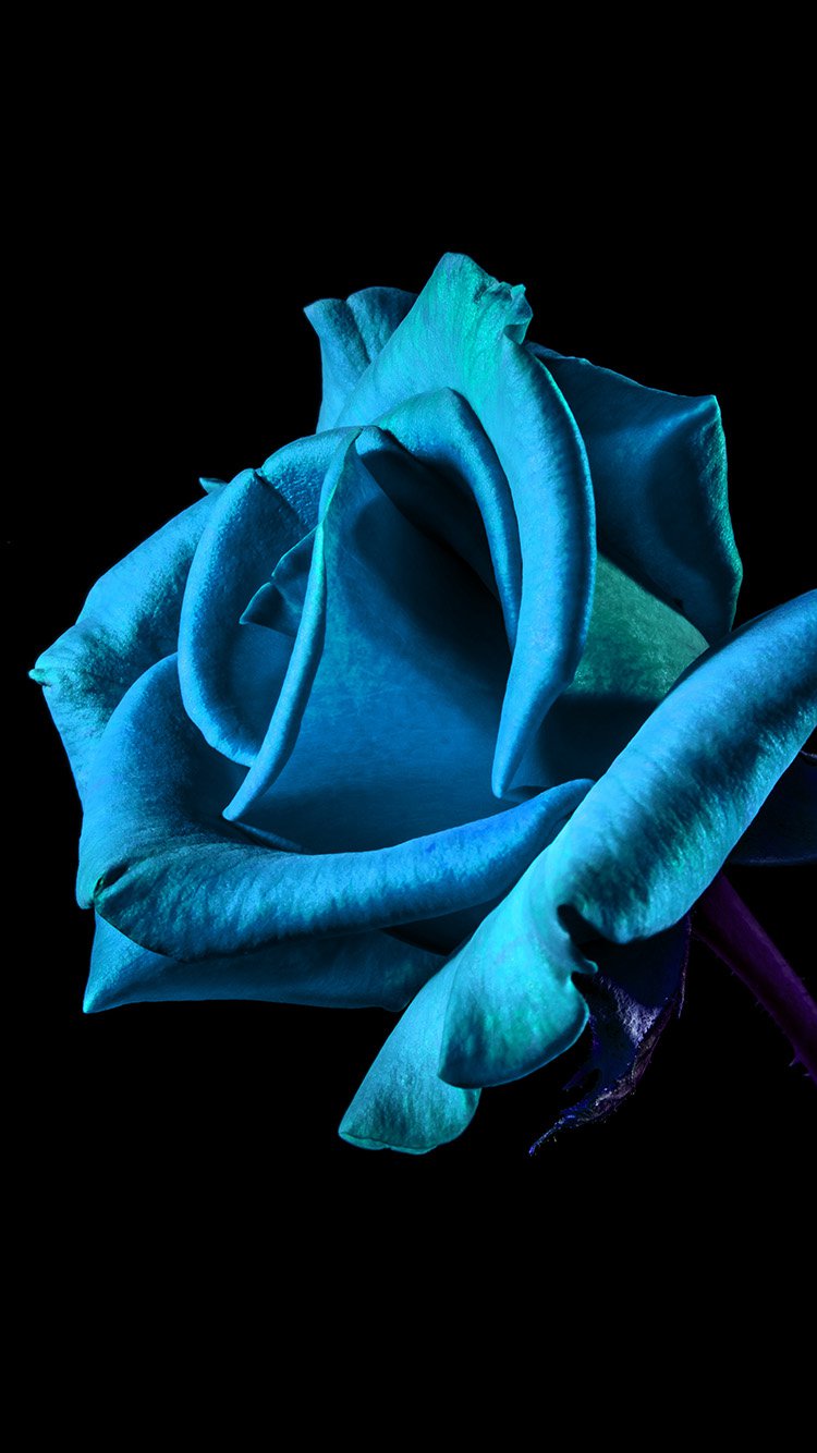 Blue roses