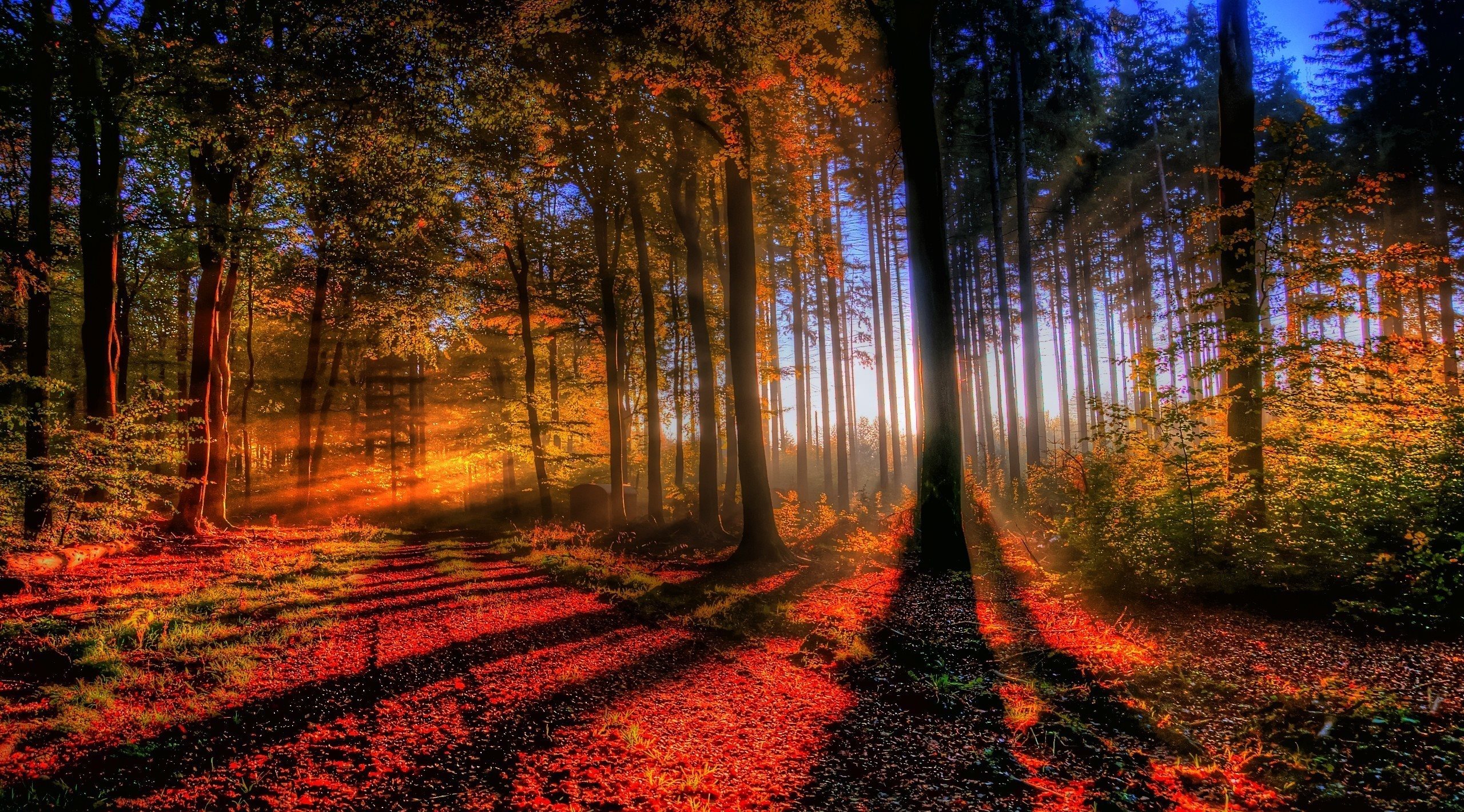 Bright Morning Forest Wallpaper [2560x1420]