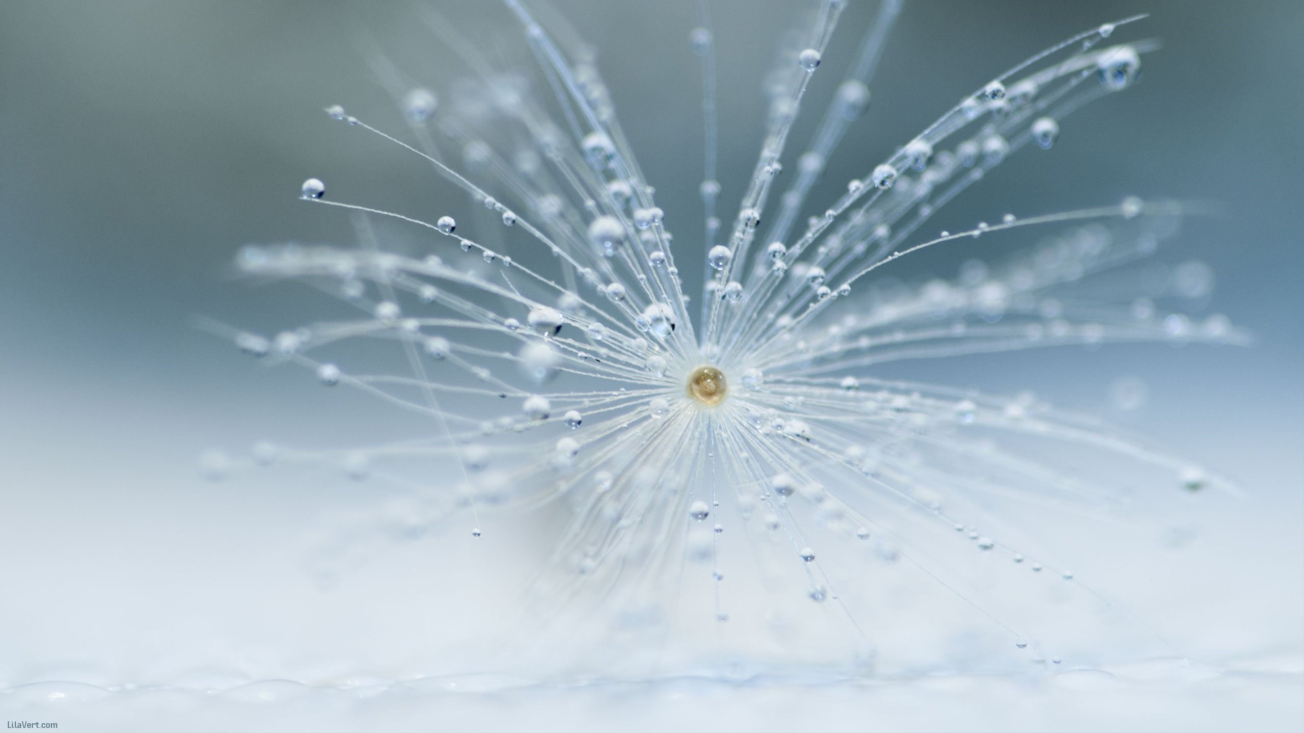 Dandelion Macro Dew Drops Water Wallpaper [2560x1440]