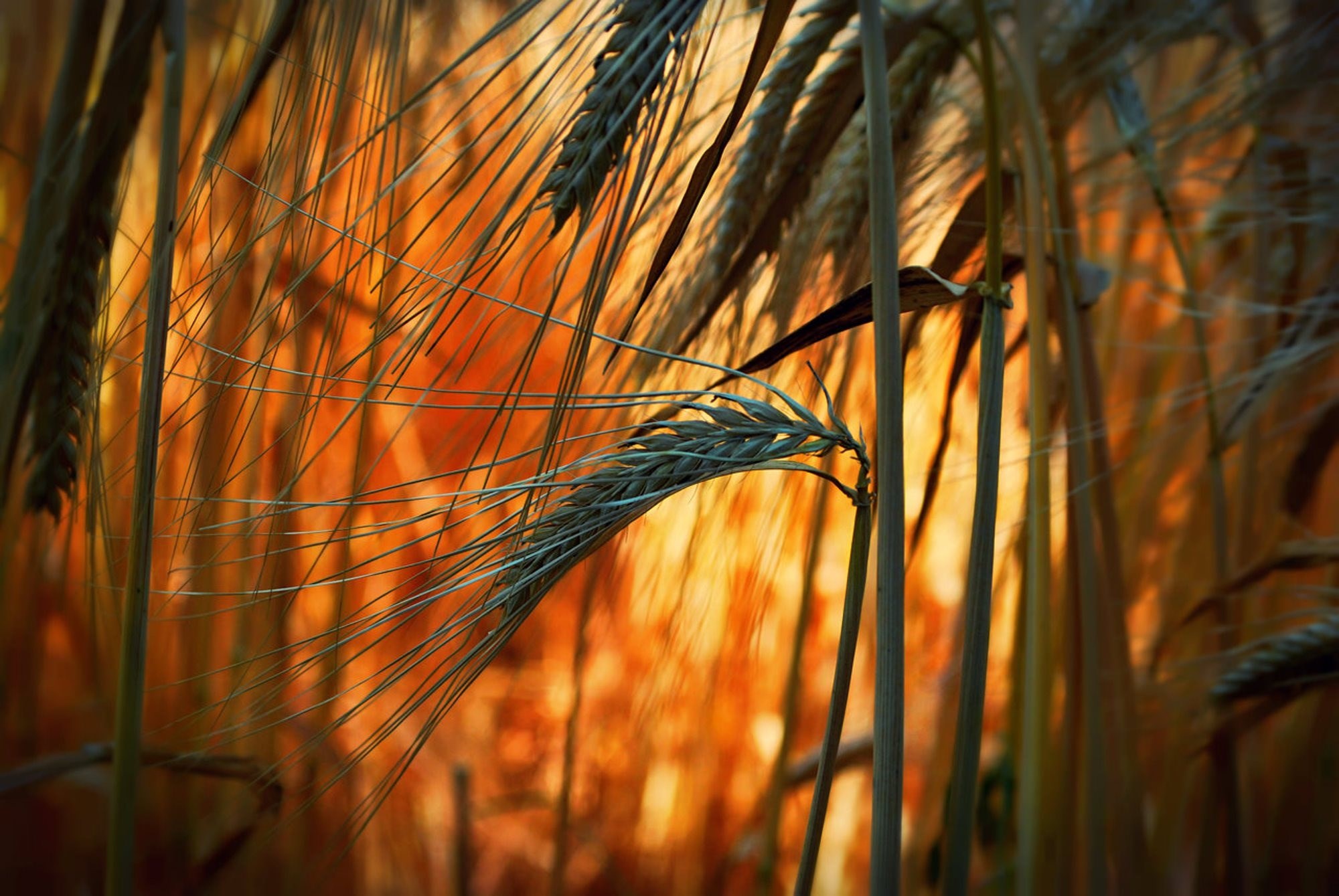 В тишине полей наливаются золотом колосья. Пшеница. Колосья пшеницы. Пшеница Эстетика. Пшеница фон.