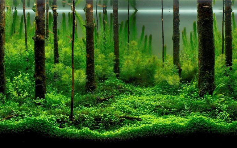 Fish Tank Trees Wallpaper [1920x1200]