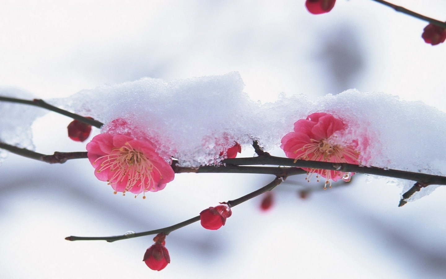 pink winter iPhone Live Wallpaper  Download on PHONEKY iOS App