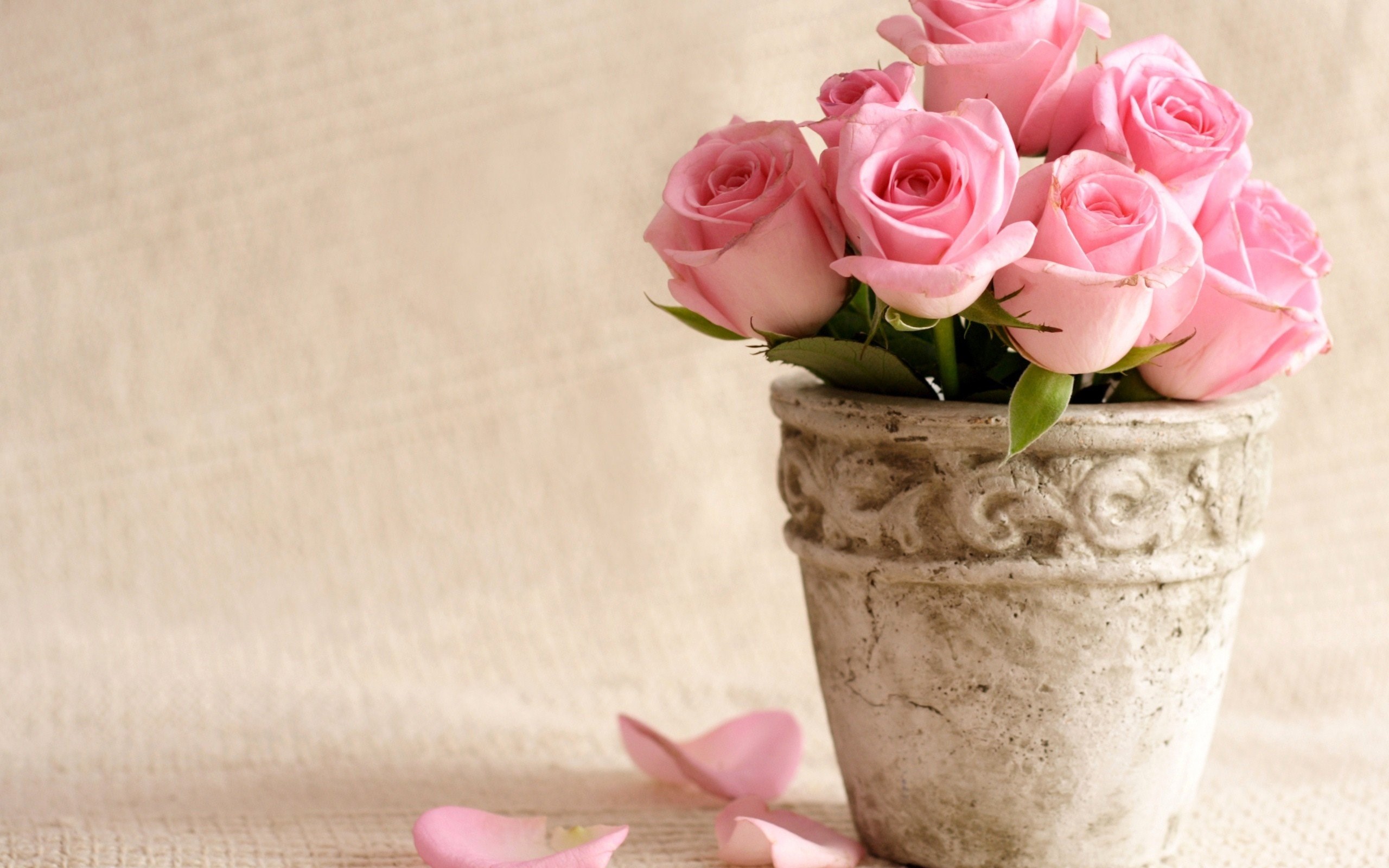 Flowers Bucket Roses Vase Pink Roses Wallpaper [2560x1600]