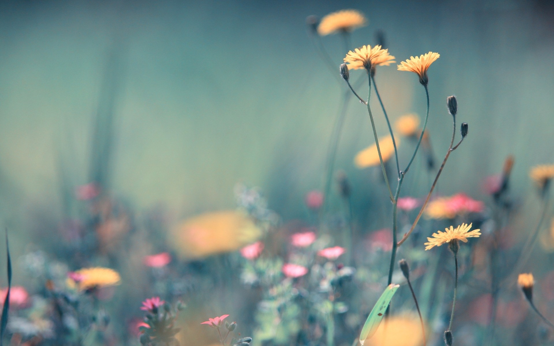 Beautifu Summer Wallpaper with Marigold Flowers Stock Photo - Image of  light, beautiful: 109628428