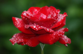 Flowers Rose Water Drops Red Wallpaper 1680x1050 340x220
