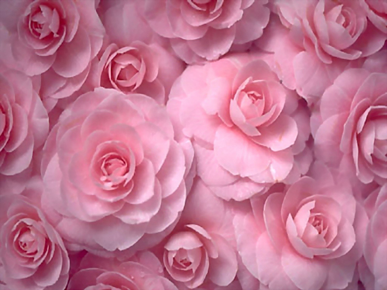 Flowers Roses Pink Flowers Wallpaper 1600x10