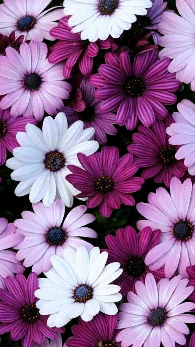Pictures Of Flowers For Iphone Wallpaper