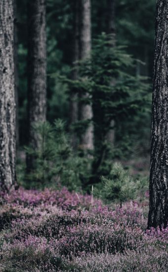Forest Phone Wallpaper 007 340x550