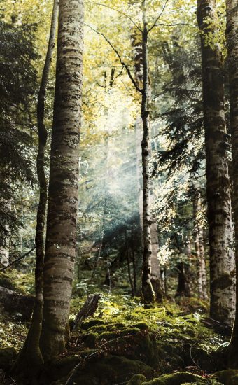 Forest Phone Wallpaper 010 340x550