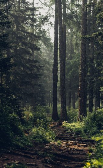 Forest Phone Wallpaper 044 340x550
