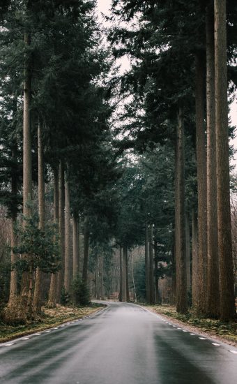 Forest Phone Wallpaper 072 340x550