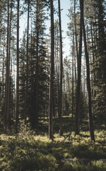 Forest Phone Wallpaper 111 340x550