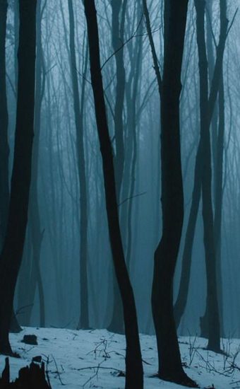 Forest Phone Wallpaper 122 340x550