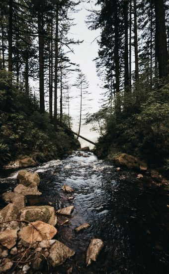 Forest Phone Wallpaper 125 340x550