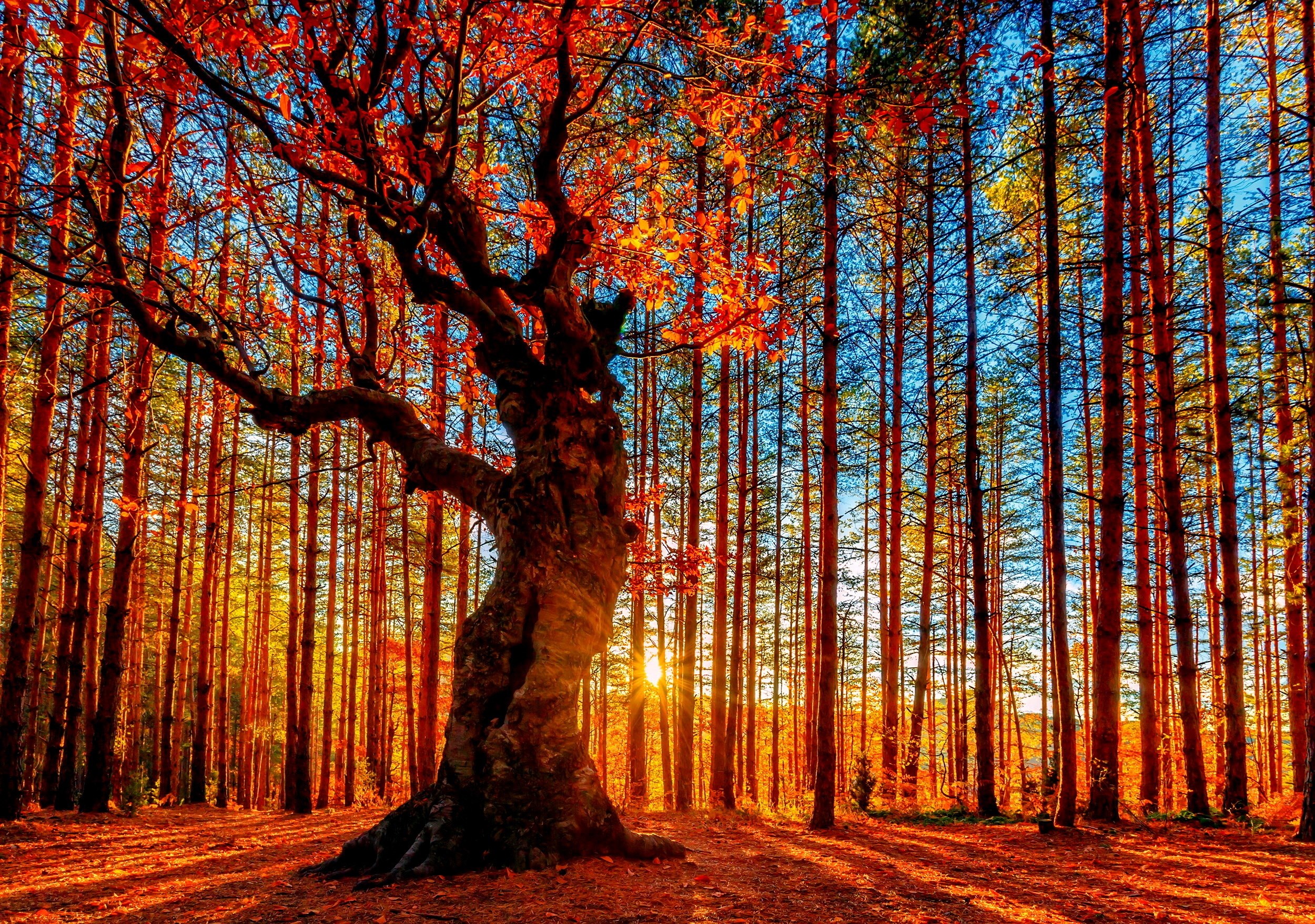 Картинки природа деревья. Осеннее дерево. Красивое дерево. Осенний лес. Осень деревья.