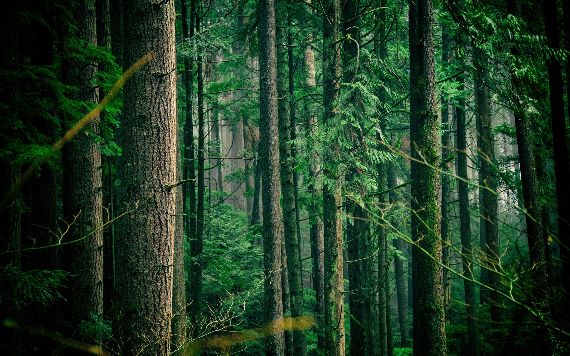 Forest Wallpaper 24 - [1920x1200]