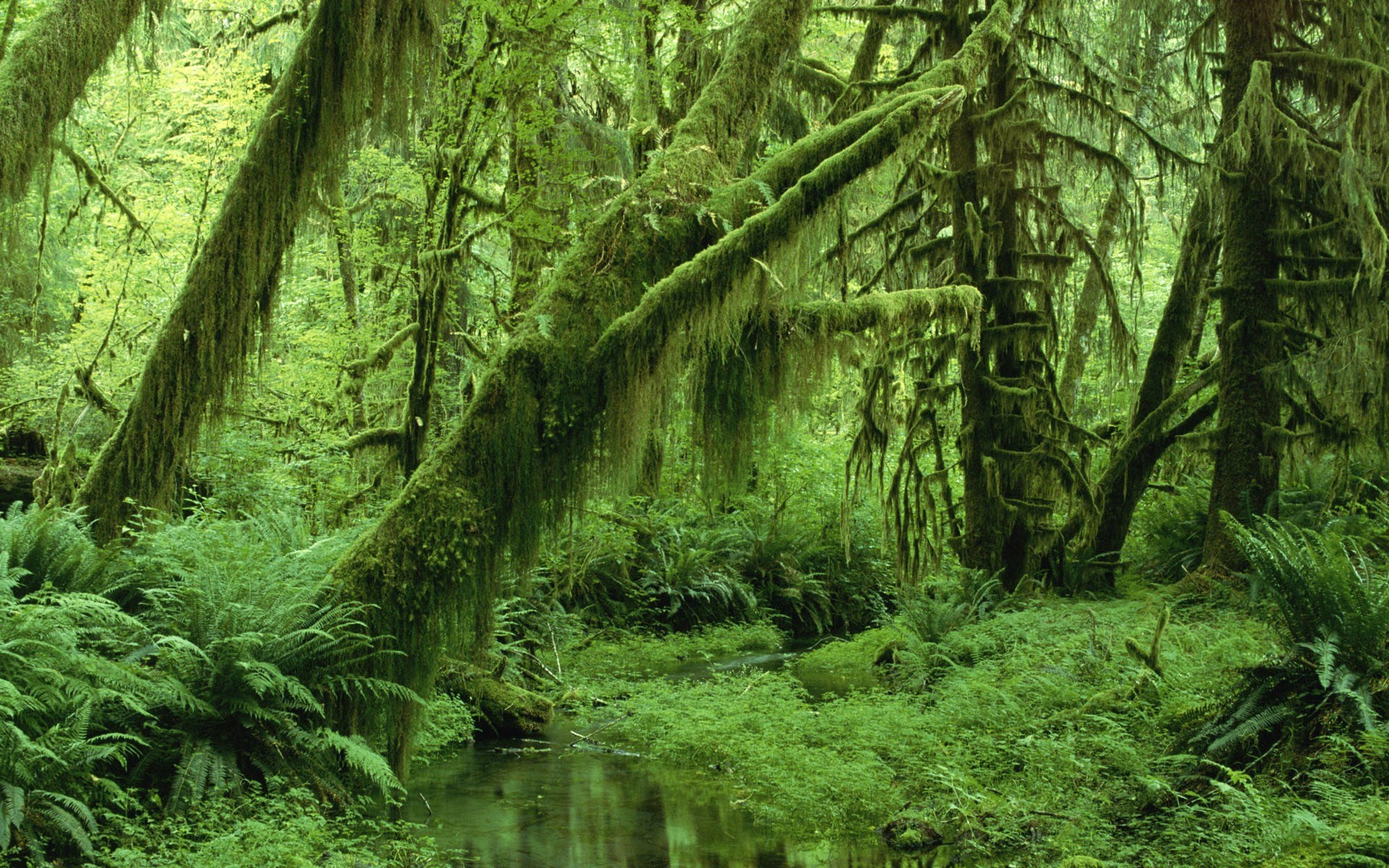 Джунглями называют. Олимпик штат Вашингтон Тисовая роща. Чунцин тропические джунгли. Лиановидный папоротник. Лиановый лес Англия.