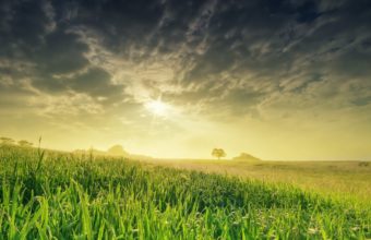 Nature Landscape Field Sun Grass Wallpaper 2560x1600 340x220