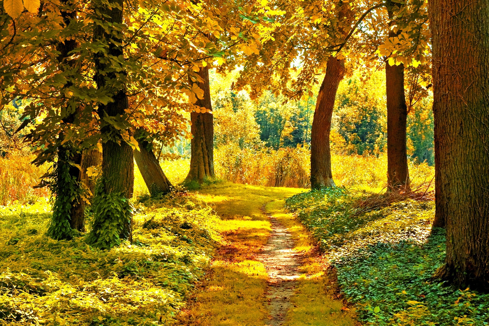 Nature Landscapes Trees Forest Path Wallpaper 1920x1280