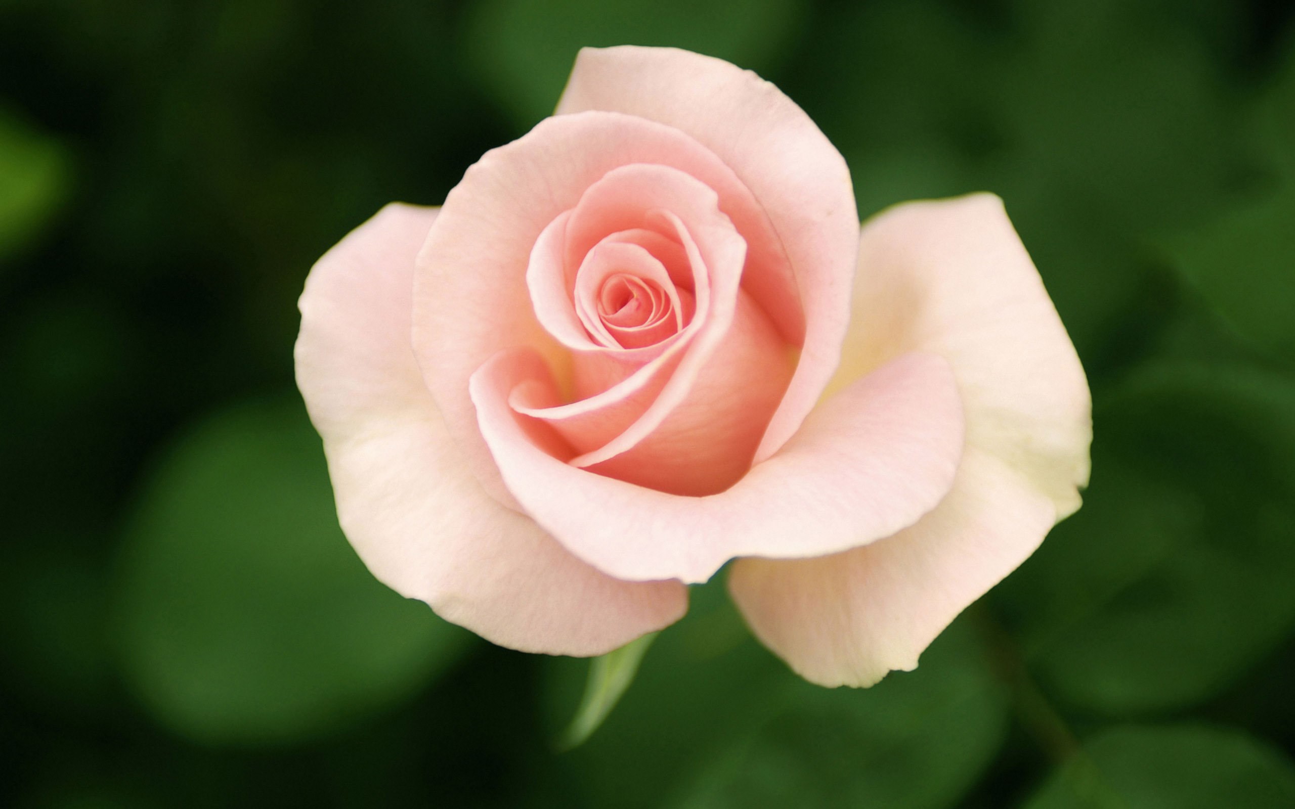 One Rose For You Wallpaper [2560x1600]