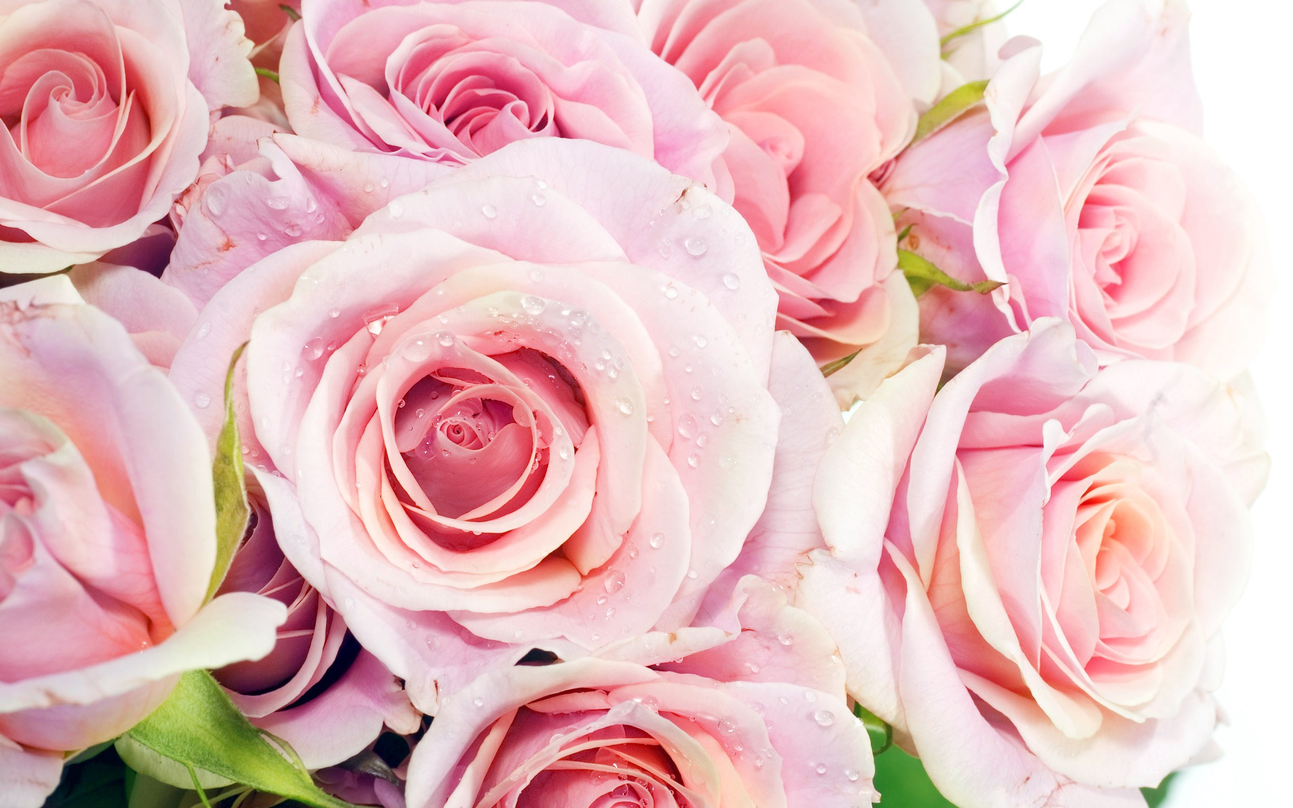 Pink Rose Petals Water Drops Desktop Hd Wallpaper For Pc Tablet And Mobile  Download 3840x2400  Wallpapers13com