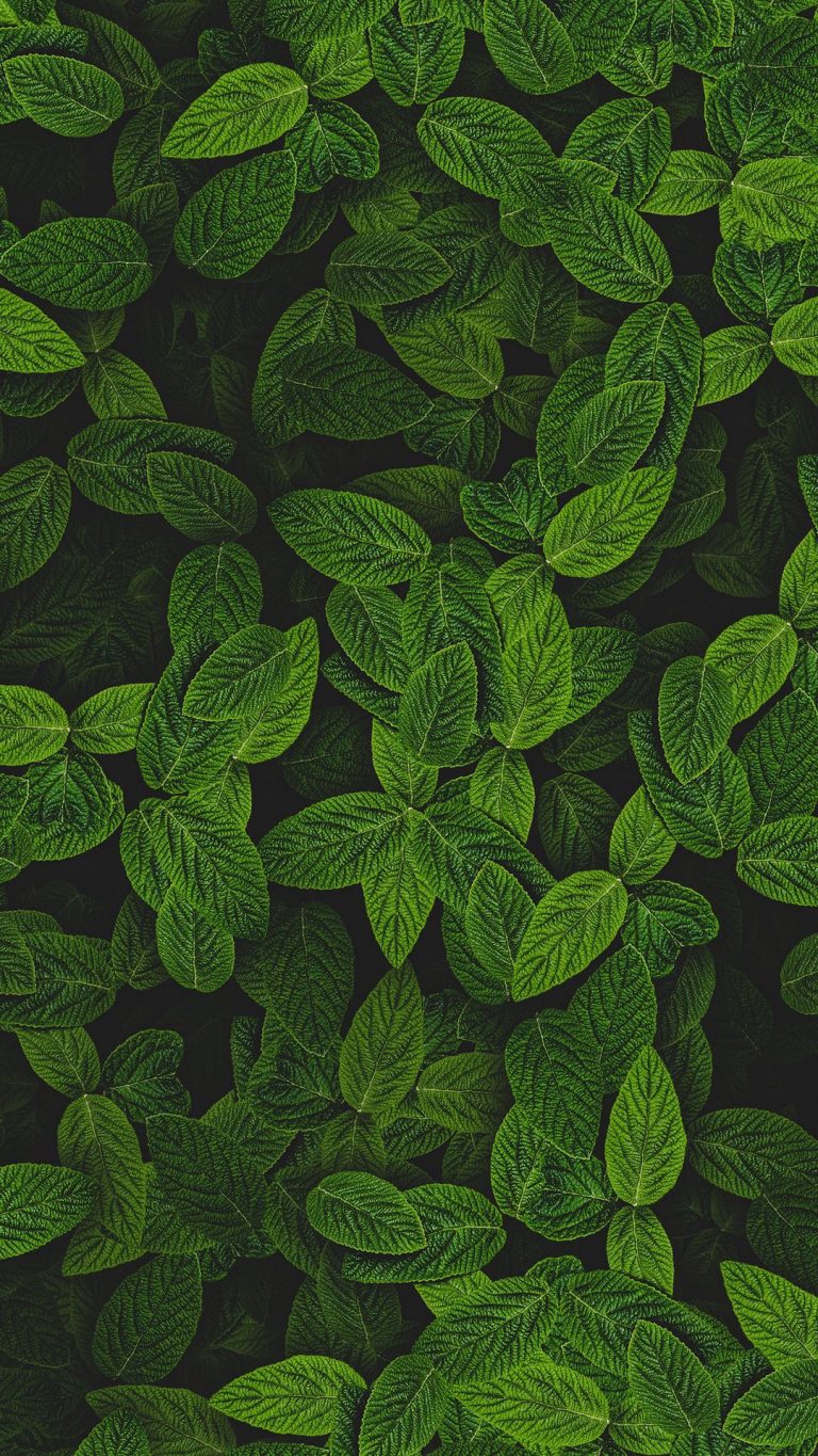 Plant Phone Wallpaper [1080x1920] - 014
