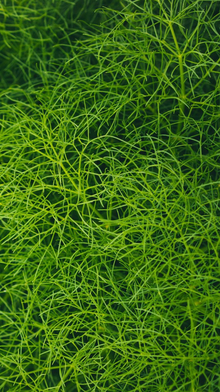 Plant Phone Wallpaper [1080x1920] - 029