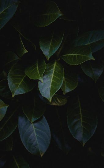 Plant Phone Wallpaper [1080x1920] - 106